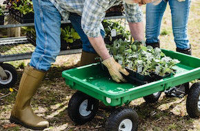 Gardening services Middlesbrough