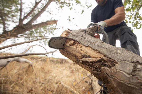 Tree surgery service